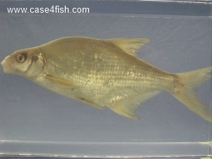 Foto Galerie/Cypriniformes/Cyprinidae/Abramis brama/Abramis brama_03_S.jpg